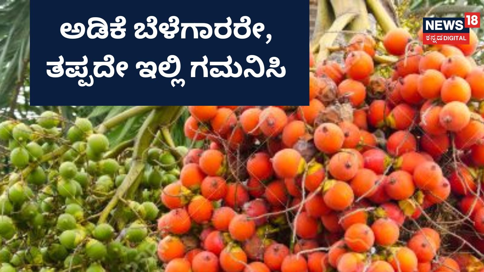 Arecanut Farmers: ಅಡಿಕೆಯಿಂದ ಕ್ಯಾನ್ಸರ್ ಬರಲ್ಲ ಎಂದ ಮಿನಿಸ್ಟರ್ ...