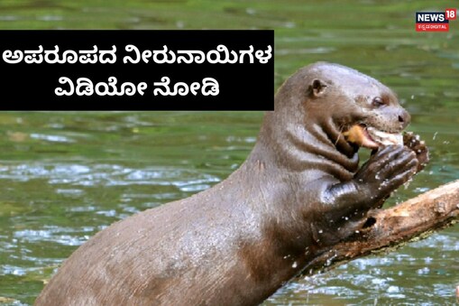 ಇಲ್ಲಿ ವಿಡಿಯೋ ನೋಡಿ