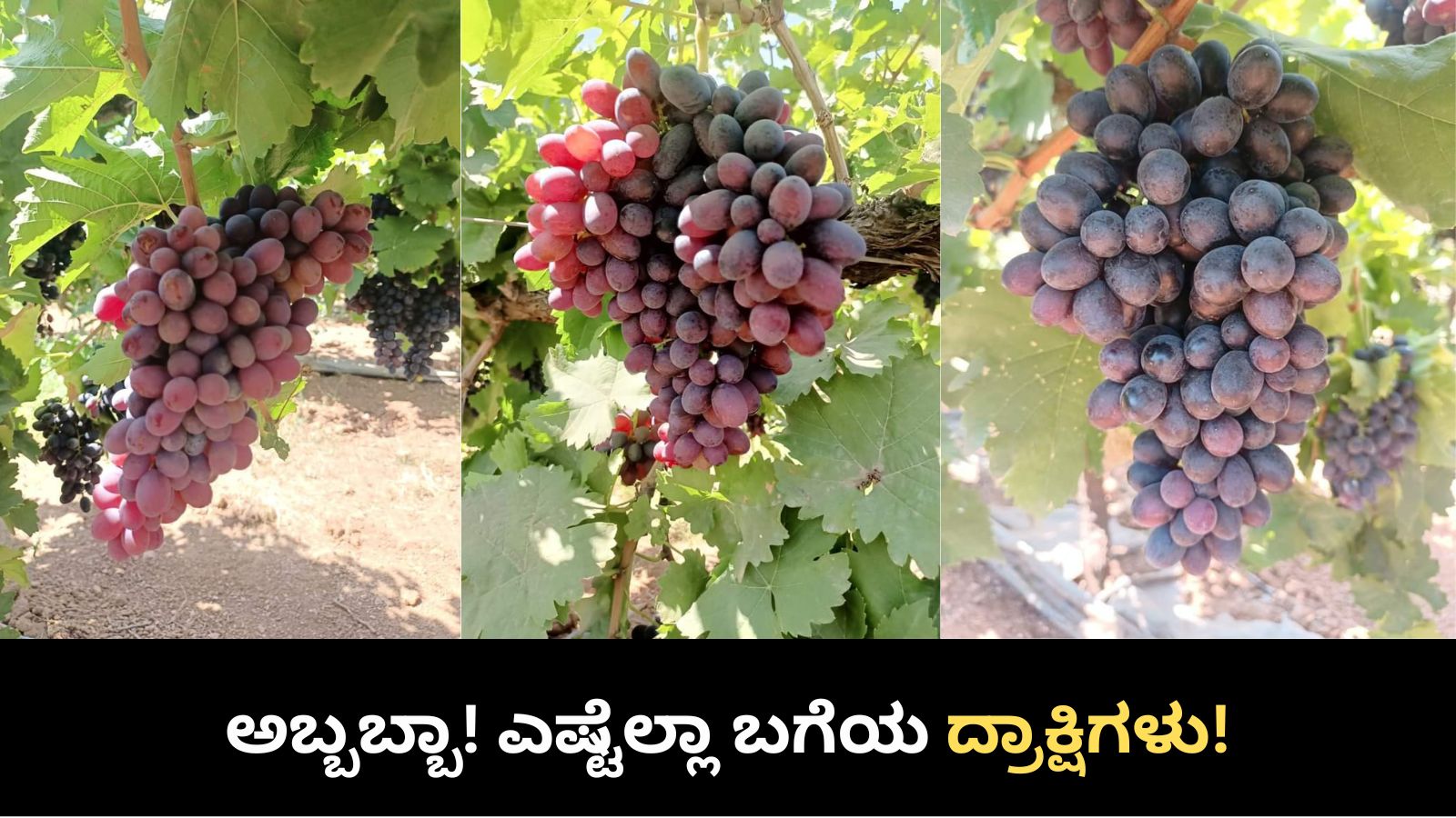 Vijayapura Grapes ಕಂಡು ಕೇಳರಿಯದ ಹಲವು ಬಗೆಯ ದ್ರಾಕ್ಷಿ, ಇಷ್ಟು ಕಡಿಮೆ ಬೆಲೆಗೆ