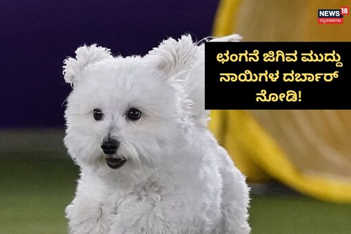ಇಲ್ಲಿ ವಿಡಿಯೋ ನೋಡಿ
