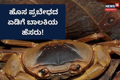 ಹೊಸ ಪ್ರಬೇಧದ ಏಡಿ