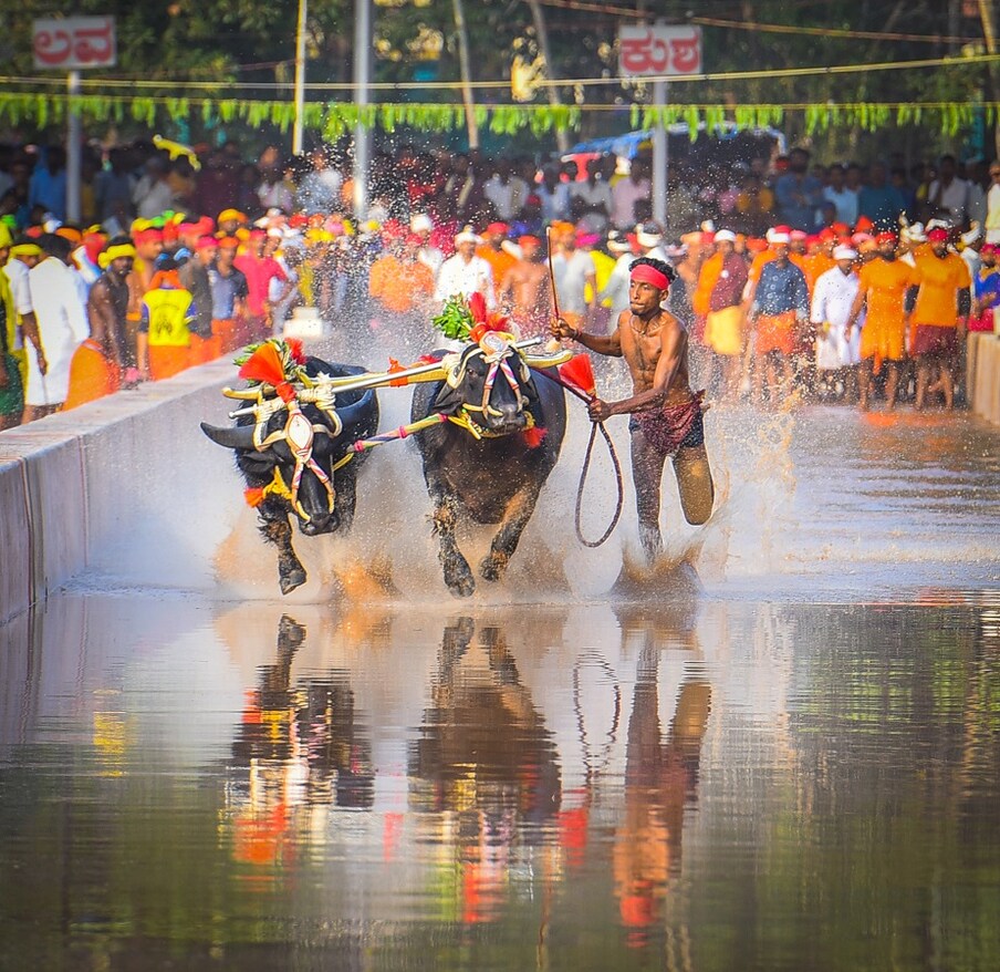 ಅಂದ ಹಾಗೆ ಕಂಬಳ ಕ್ರೀಡೆಯಲ್ಲಿ ಅನೇಕ ವಿಭಾಗಗಳೂ ಇದೆ. ಹಗ್ಗ ಹಿರಿಯ, ಹಗ್ಗ ಕಿರಿಯ, ನೇಗಿಲು ಹಿರಿಯ ನೇಗಿಲು ಕಿರಿಯ, ಅಡ್ಡ ಹಲಗೆ, ಕನೆ ಹಲಗೆ, ಸಬ್ ಜ್ಯೂನಿಯರ್ ಹೀಗೆ ಬೇರೆ ಬೇರೆ ವಿಭಾಗದಲ್ಲಿ ಪಂದ್ಯಾಟ ನಡೆಯುತ್ತದೆ. (ಫೋಟೋ ಕೃಪೆ: ಪ್ರಣಾಮ್ ಶೆಟ್ಟೆ ಮಿಯಾರ್)