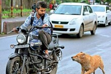 Steet Dogs: ನಾಯಿಗಳು ನಿಮ್ಮ ಬೈಕ್ ಹಿಂಬಾಲಿಸುತ್ತಾ ಇದ್ಯಾ? ತಪ್ಪಿಸಿಕೊಳ್ಳೋಕೆ ಈ ಟಿಪ್ಸ್ ಟ್ರೈ ಮಾಡಿ