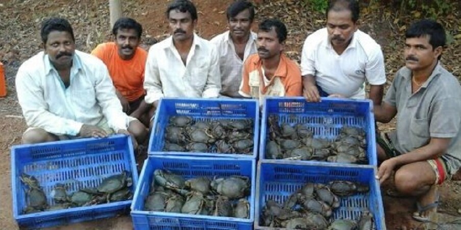  ಕುರಿ ಸಾಕಾಣಿಕೆ , ಮೇಕೆ ಸಾಕಾಣಿಗೆ ,ಮೀನು ಸಾಕಣೆ ಬಗ್ಗೆ ನಾವು ಈಗಾಗಲೇ ಕೇಳಿರುತ್ತೇವೆ. ಅದರಲ್ಲಿಯೇ ಲಕ್ಷಾಂತರ ರೂಪಾಯಿಗಳ ಆದಾಯ ಕಂಡಿರುವವರನ್ನು ನೋಡಿರುತ್ತೇವೆ. ಇದೀಗ ರಾಜ್ಯದಲ್ಲಿ ಏಡಿ ಸಾಕಾಣಿಕೆ ಮೂಲಕ ರೈತರು ಅದಾಯಗಳಿಸಲು ಶುರು ಮಾಡಿದ್ದಾರೆ