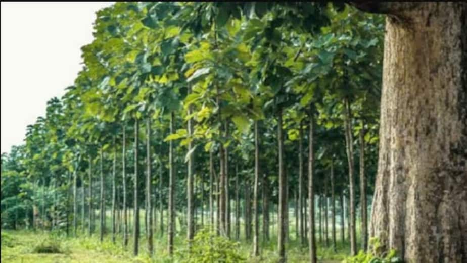 Teak Tree Sold for 40 lakhs, what is special about this teak tree, the