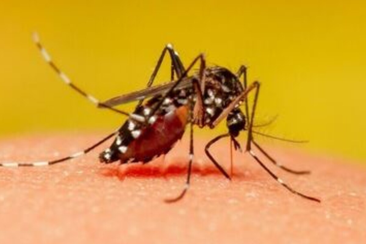 ಈ ಬ್ಲಡ್ ಗ್ರೂಪ್ ನವರೇ ಸೊಳ್ಳೆಗಳ ಟಾರ್ಗೆಟ್; ಬೇಸಿಗೆಯಲ್ಲಿ ನಿಮ್ಗೇ ಹೆಚ್ಚು