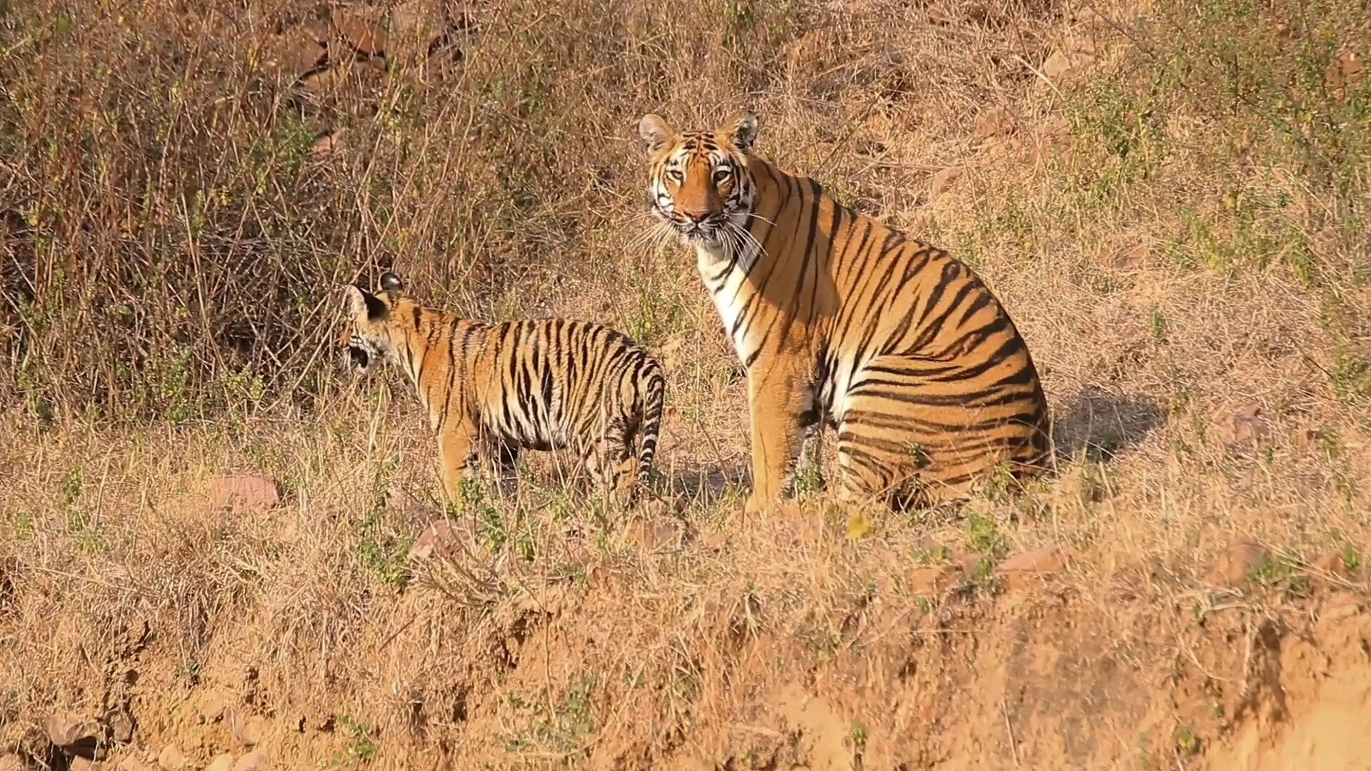 tigers-interesting-tiger-census-report-how-many-tigers-are-there-in