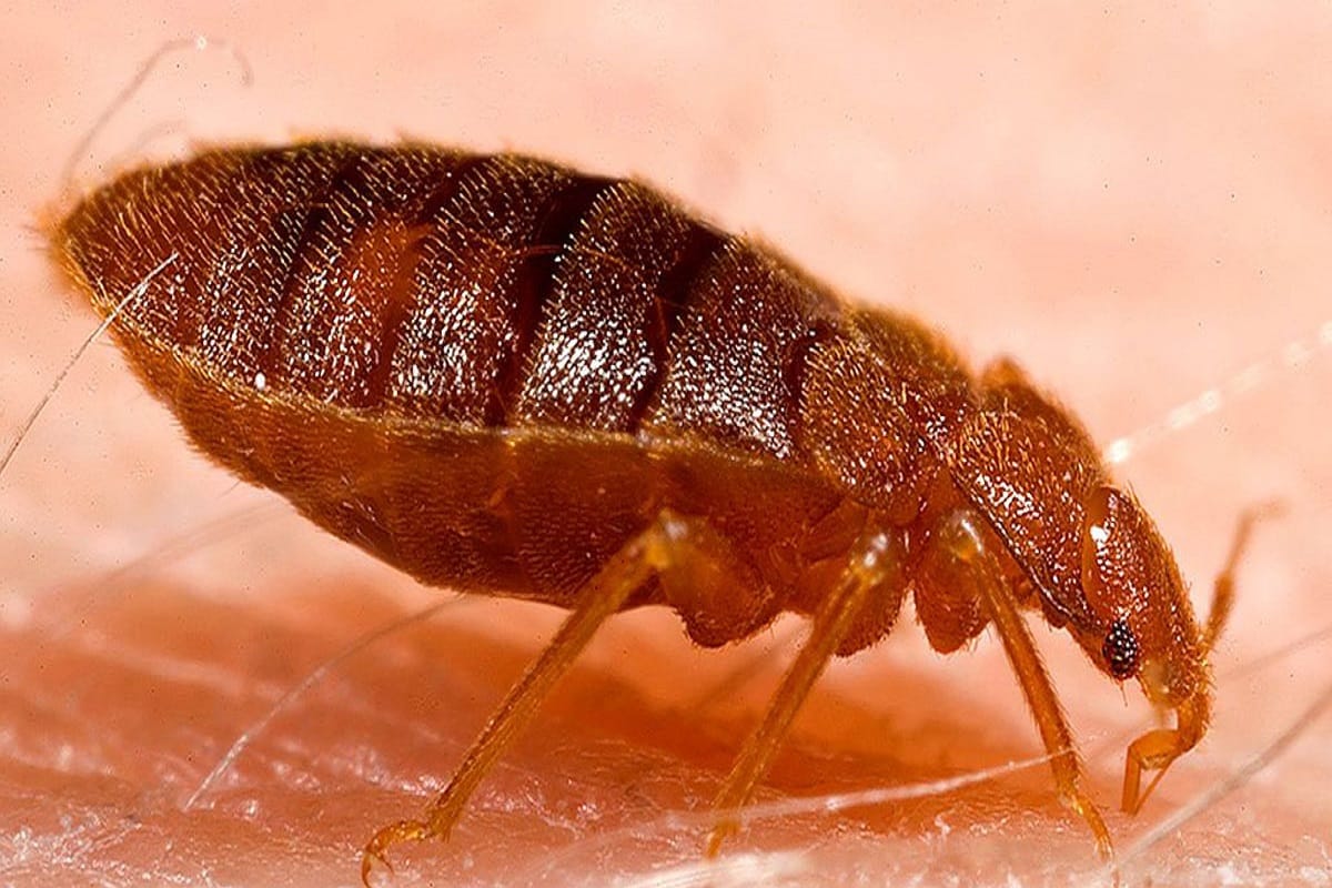 Charpuka Insect Summer: ನಿಮ್ಮ ಮನೆಯಲ್ಲಿ ವಿಪರೀತ ತಿಗಣೆ ಕಾಟ ಇದ್ಯಾ? ಚಿಂತಿಸಬೇಡಿ ಈ ಹೋಂ ಟಿಪ್ಸ್ ...
