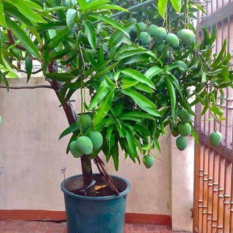  ಹಸಿ ಮಾವು: ಹಸಿ ಮಾವಿನ ಹಣ್ಣಿನ ಸಹಾಯದಿಂದ ಚರ್ಮವನ್ನು ಶಾಖದಿಂದ ರಕ್ಷಿಸಬಹುದು. ಬೆವರುವಿಕೆಯನ್ನು ಕಡಿಮೆ ಮಾಡಬಹುದು. ಇದನ್ನು ಬಳಸಲು, ಮುನ್ನ ನೀವು ಮಾವಿನಕಾಯಿಯನ್ನು ಗ್ಯಾಸ್ನಲ್ಲಿ ಹುರಿಯಿರಿ. ತಣ್ಣಗಾದ ನಂತರ, ಅದನ್ನು ಹೊರತೆಗೆದು ಫ್ರಿಜ್ನಲ್ಲಿ ಇರಿಸಿ. ಮತ್ತೆ ಅದು ತಣ್ಣಗಾದ ನಂತರ ಅದರ ತಿರುಳನ್ನು ದೇಹಕ್ಕೆ ಹಚ್ಚಬೇಕು. (7 home remedies helps to reduce prickly heat)