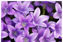 Flower plants: Plant: ನೆರಳಿನಲ್ಲಿಯೂ ಬಣ್ಣ, ಬಣ್ಣದ ಹೂವುಗಳನ್ನು ಬಿಡುತ್ತೆ ಈ ಗಿಡಗಳು!