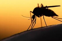 Mosquitoes: ಒಂದು ಪೈಸೆ ಖರ್ಚು ಮಾಡದೇ ಮನೆಯಿಂದ ಸೊಳ್ಳೆಗಳನ್ನು ಹೀಗೆ ಓಡ್ಸಿ!
