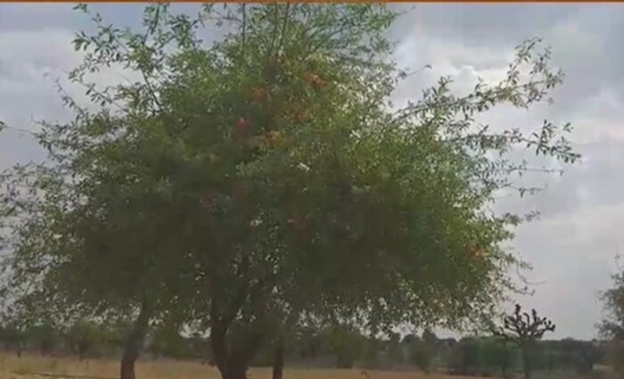 ಬೆಲೆಕಟ್ಟಲಾಗದ ಮರ ಇದು, ಎಲ್ಲಾ ಕಾಲದಲ್ಲೂ ಬೆಳೆಯುವ ವೃಕ್ಷ, ಹಲವು ರೋಗಗಳಿಗೆ ರಾಮಬಾಣ!