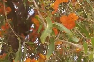 ಬೆಲೆಕಟ್ಟಲಾಗದ ಮರ ಇದು, ಎಲ್ಲಾ ಕಾಲದಲ್ಲೂ ಬೆಳೆಯುವ ವೃಕ್ಷ, ಹಲವು ರೋಗಗಳಿಗೆ ರಾಮಬಾಣ!