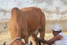 ಹಸು-ಎಮ್ಮೆ ಕಡಿಮೆ ಹಾಲು ಕೊಟ್ಟರೆ ಹೀಗೆ ಮಾಡಿ, ಆಮೇಲೆ ಲೀಟರ್ಗಟ್ಟಲೇ ಜಾಸ್ತಿಯಾಗುತ್ತೆ! ಹಸು-ಎಮ್ಮೆ ಕಡಿಮೆ ಹಾಲು ಕೊಟ್ಟರೆ ಹೀಗೆ ಮಾಡಿ, ಆಮೇಲೆ ಲೀಟರ್ಗಟ್ಟಲೇ ಜಾಸ್ತಿಯಾಗುತ್ತೆ!