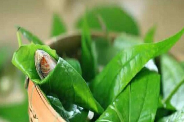 Vastu Tips: ಈ ಒಂದು ಎಲೆ ಇದ್ರೆ ಸಾಕು ನಿಮ್ಮ ಕಷ್ಟ ಮಾಯವಾಗುತ್ತೆ