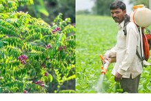 Ayurvedic Leaves Farming: ಔಷಧೀಯ ಸಸ್ಯಗಳಿಂದ ಸಿಗುತ್ತೆ ದೊಡ್ಡ ಆದಾಯ, ಅದ್ರಲ್ಲೂ ಈ ಸೊಪ್ಪಿಗಿದೆ ಸಿಕ್ಕಾಪಟ್ಟೆ ಡಿಮ್ಯಾಂಡ್!