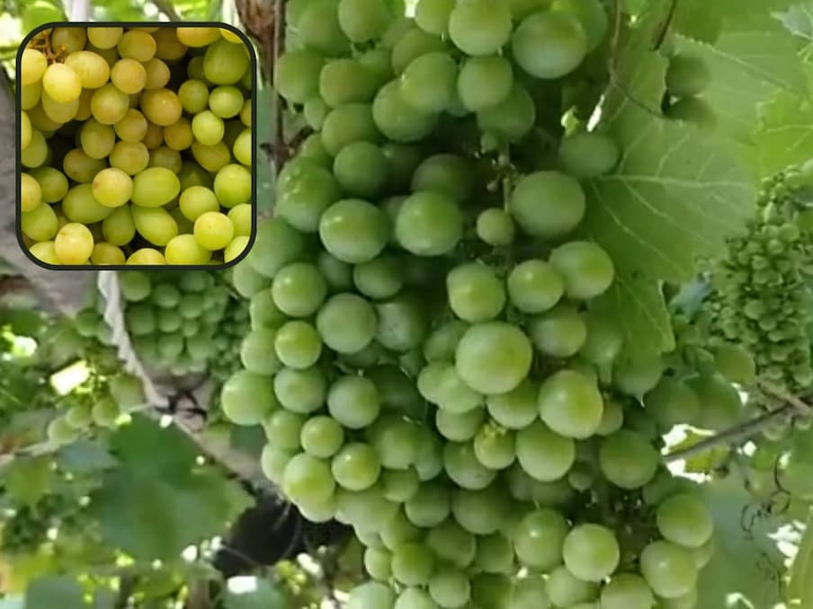  ಬಹುತೇಕ ರೈತರು ಈಗ ಸಾಂಪ್ರದಾಯಿಕ ಕೃಷಿಯನ್ನು ತೊರೆದು ಹೊಸ ತಂತ್ರಜ್ಞಾನದೊಂದಿಗೆ ವಿಭಿನ್ನವಾಗಿ ಪ್ರಯತ್ನಿಸುತ್ತಿದ್ದಾರೆ. ರಾಜಸ್ಥಾನ ಭರತ್‌ಪುರ ಜಿಲ್ಲೆಯ ಭೂಸಾವರ್ ಉಪವಿಭಾಗದ ನಿವಾಸಿ ರೈತ ರಘುವೀರ್ ಸೇನ್ ದ್ರಾಕ್ಷಿ ಕೃಷಿಯಿಂದ ಪ್ರತಿ ವರ್ಷ 10 ರಿಂದ 15 ಲಕ್ಷ ರೂಪಾಯಿ ಆದಾಯ ಗಳಿಸುತ್ತಿದ್ದಾರೆ.