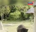ಆನೆ ಮತ್ತು ನಾಯಿ ಗಲಾಟೆ!