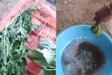Viral Video: ಬಾಡಿದ್ದ ಸೊಪ್ಪು 2 ನಿಮಿಷದಲ್ಲಿ ಫುಲ್​ ಫ್ರೆಶ್​, ತರಕಾರಿ ಖರೀದಿಗೂ ಮುನ್ನ ಈ ವಿಡಿಯೋ ನೋಡಿ