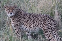 Cheetah Dies: ನಮೀಬಿಯಾದಿಂದ ಕರೆತಂದಿದ್ದ 8ರ ಪೈಕಿ ಒಂದು ಚೀತಾ ಕಿಡ್ನಿ ಸೋಂಕಿನಿಂದ ಸಾವು!