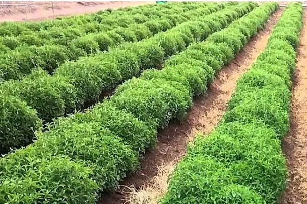 ಔಷಧಿ ಸಸ್ಯ ಬೆಳೆದು ಯಶಸ್ವಿಯಾದ ಬೆಳೆಗಾರ; ಸ್ಟೀವಿಯಾ ಕೃಷಿಯಿಂದ ತಿಂಗಳಿಗೆ 3 ಲಕ್ಷ ಆದಾಯ
