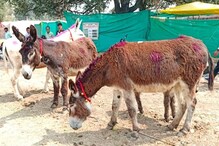 ಇಲ್ಲಿನ ಒಂದು ಕತ್ತೆ ಬೆಲೆಗೆ 1 ಕಾರನ್ನೇ ಕೊಂಡುಕೊಳ್ಳಬಹುದು! ದುಡ್ಡಿಗೆ ಬೆಲೆನೇ ಇಲ್ವಾ ಗುರು! ಇಲ್ಲಿನ ಒಂದು ಕತ್ತೆ ಬೆಲೆಗೆ 1 ಕಾರನ್ನೇ ಕೊಂಡುಕೊಳ್ಳಬಹುದು! ದುಡ್ಡಿಗೆ ಬೆಲೆನೇ ಇಲ್ವಾ ಗುರು!