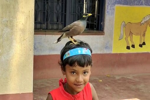 ಬಾಲಕಿಯೊಂದಿಗೆ ಮೈನಾ ಹಕ್ಕಿಯ ಗೆಳೆತನ