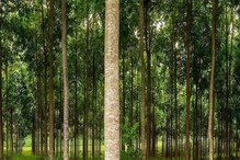 Mahogany Farming: 12 ವರ್ಷಗಳಲ್ಲಿ ರೈತರನ್ನು ಕೋಟ್ಯಾದೀಶರನ್ನಾಗಿ ಮಾಡಲಿದೆ ಈ ಮರ!