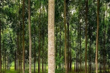 Mahogany Farming: 12 ವರ್ಷಗಳಲ್ಲಿ ರೈತರನ್ನು ಕೋಟ್ಯಾದೀಶರನ್ನಾಗಿ ಮಾಡಲಿದೆ ಈ ಮರ! Mahogany Farming: 12 ವರ್ಷಗಳಲ್ಲಿ ರೈತರನ್ನು ಕೋಟ್ಯಾದೀಶರನ್ನಾಗಿ ಮಾಡಲಿದೆ ಈ ಮರ!