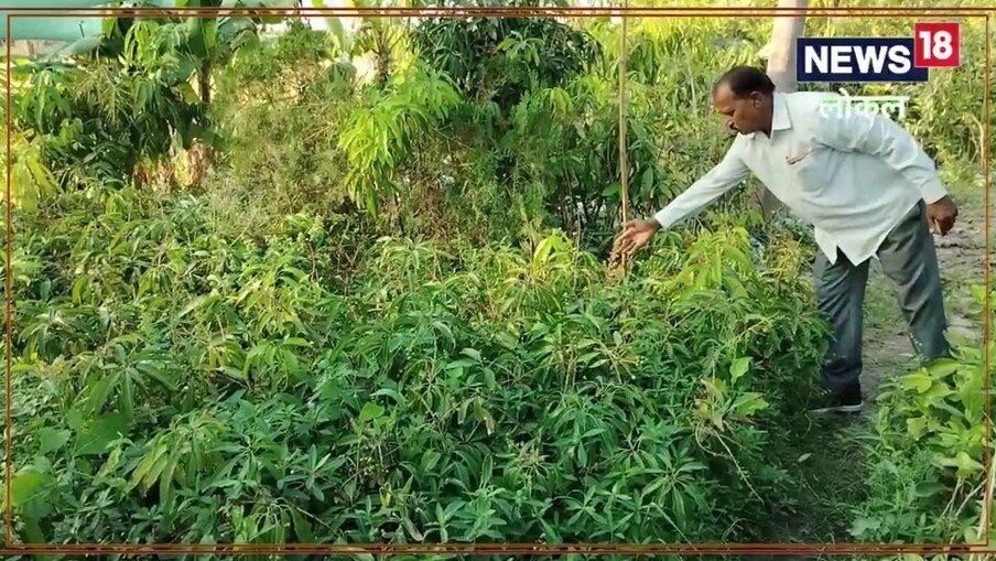  ರಾಜಸ್ಥಾನದ ಮರುಭೂಮಿಯಲ್ಲಿ ವಿಶ್ವದ ಅತ್ಯಂತ ದುಬಾರಿ ಮಾವು ಬೆಳೆಯಲಾಗುತ್ತಿದೆ ಎಂಬ ವಿಷಯ ನಿಮ್ಮನ್ನು ಆಶ್ಚರ್ಯಗೊಳಿಸಬಹುದು. ಏಕೆಂದರೆ ನೀರಿಗೆ ಅಭಾವ ಇರುವ ಜಾಗದಲ್ಲಿ ವಿಶ್ವದ ದುಬಾರಿ ಮಾವಿನ ಹಣ್ಣು ಬೆಳೆಯಲಾಗುತ್ತದೆ ಎಂದರೆ ನಂಬಲು ಅಸಾಧ್ಯವೆ ಸರಿ.