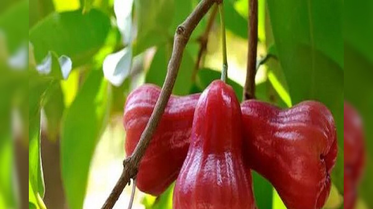 ರೋಸ್ ಆ್ಯಪಲ್ ಬಗ್ಗೆ ಎಲ್ಲದ್ರೂ ಕೇಳಿದ್ದೀರಾ? ಇದರಿಂದ ಸಿಗೋ ಆರೋಗ್ಯ ಲಾಭಗಳೆಷ್ಟು ...