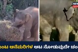 ತುಂಟ ಆನೆಯ ತುಂಟಾಟ  ನೋಡಿ!