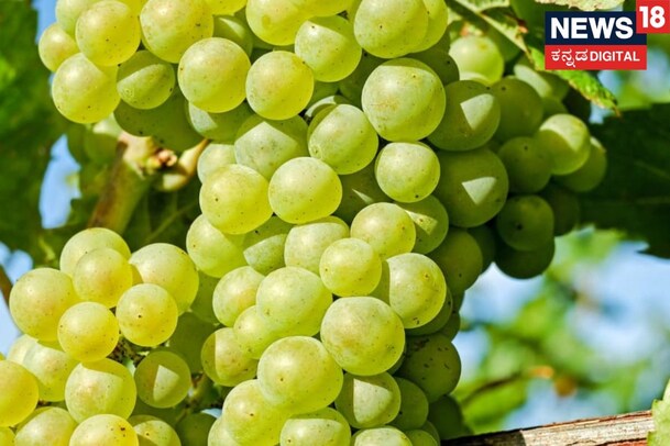 Success Story: ವಿಶಿಷ್ಟ ದ್ರಾಕ್ಷಿ ಕೃಷಿ, ವಾರ್ಷಿಕ 15 ಲಕ್ಷ ರೂಪಾಯಿ ಆದಾಯ!
