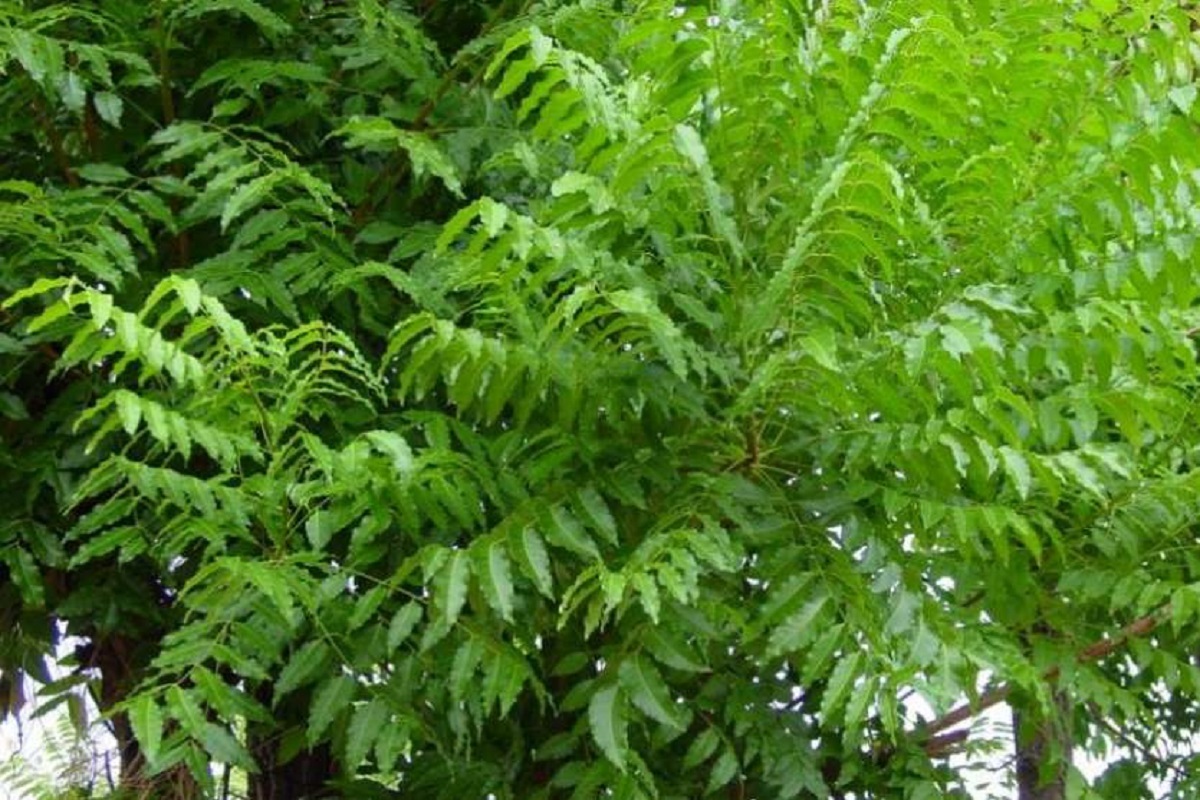 Tree Health Care: ಆಮ್ಲಜನಕವನ್ನು ಹೆಚ್ಚು ಉತ್ಪಾದಿಸುವ ಮರಗಳು ಯಾವುದು ಗೊತ್ತಾ ...