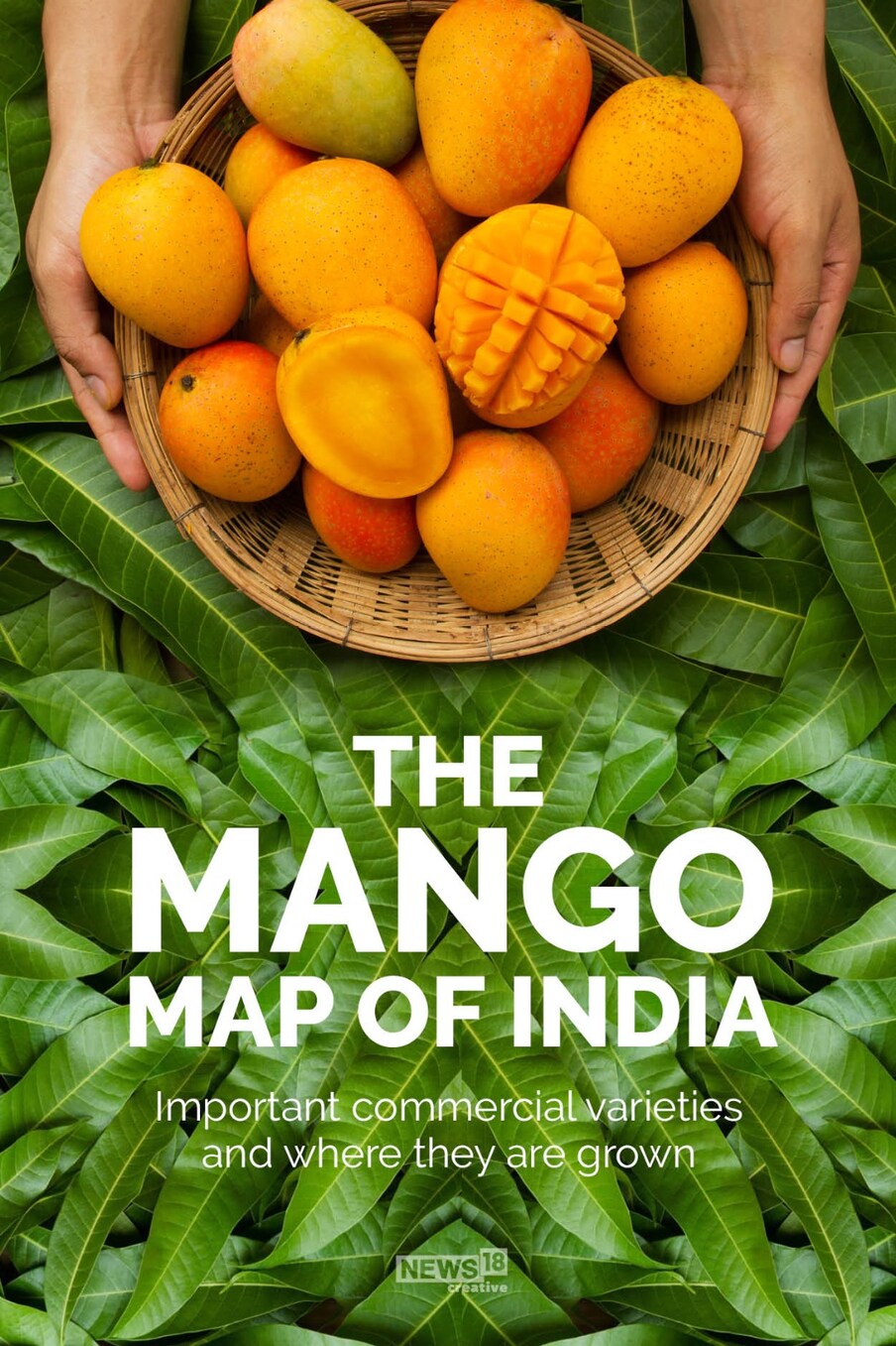  ಭಾರತದಲ್ಲಿ ಮಾವಿನ ಸೀಸನ್ ಮಾರ್ಚ್​ನಿಂದ ಜುಲೈವರೆಗೆ ಇರುತ್ತದೆ. ಈ ಸಮಯದಲ್ಲಿ ಹಣ್ಣಾಗುವ ಮಾವು ಉತ್ತಮ ರುಚಿಯನ್ನು ಹೊಂದಿರುತ್ತದೆ. ಹಾಗಾಗಿ ಭಾರತದಲ್ಲಿ ಹಲವು ಬಗೆಯ ಮಾವಿನ ಹಣ್ಣುಗಳು ಲಭ್ಯವಿವೆ. ಸುಮಾರು 12 ರಾಜ್ಯಗಳು ಅತ್ಯುತ್ತಮ ಮಾವನ್ನು ಬೆಳೆಯುತ್ತವೆ. ಅಲ್ಫೋನ್ಸೋ, ಕೇಸರ್, ದಾಸರಿ, ಲಾಂಗ್ರಾ, ಬಂಗನಪಲ್ಲಿ, ತೋತಾಪುರಿ ಮತ್ತು ಇನ್ನೂ ಅನೇಕ ತಳಿಯ ಮಾವುಗಳನ್ನು ಬೆಳೆಯಲಾಗುತ್ತದೆ. ಯಾವ ಯಾವ ರಾಜ್ಯಗಳಿಂದ ಯಾವ ತಳಿಯ ಮಾವಿನ ಹಣ್ಣುಗಳು ಬರುತ್ತಿವೆ ಎಂಬುದನ್ನು ಈ ಗ್ರಾಫಿಕ್ಸ್‌ನಲ್ಲಿ ತಿಳಿದುಕೊಳ್ಳೋಣ.