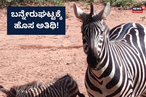 ಬನ್ನೇರುಘಟ್ಟ ಜೀಬ್ರಾ