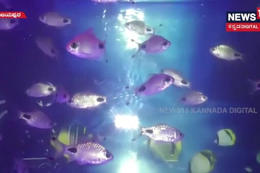ಇಲ್ಲಿ ವಿಡಿಯೋ ನೋಡಿ