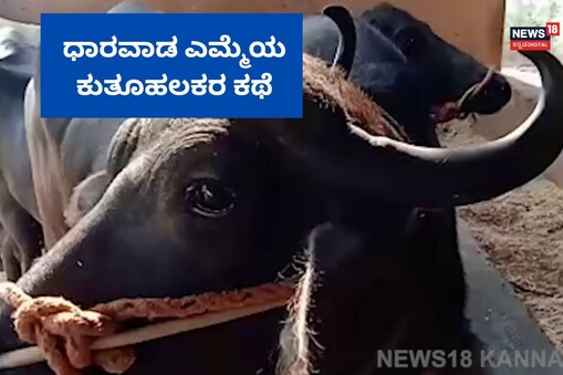 ಧಾರವಾಡದಲ್ಲೇ 12,000 ದಷ್ಟು ಧಾರವಾಡಿ ಎಮ್ಮೆಗಳಿದ್ದು, ಪ್ರತಿ ಬಾರಿ ಜಾನುವಾರು ಸಂತೆಯಲ್ಲಿ ಒಳ್ಳೇ ಬೆಲೆಗೆ ಇವು ಮಾರಾಟವಾಗುತ್ತವೆ. 