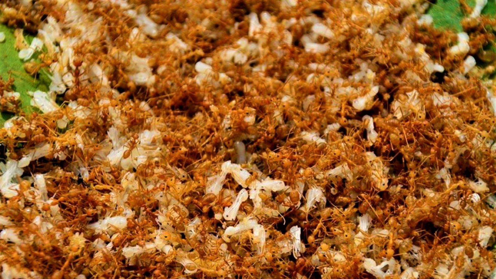 Ant Chutney: ಬಾಯಲ್ಲಿ ನೀರೂರಿಸುತ್ತಂತೆ ಇರುವೆ ಚಟ್ನಿ! ತಿಂದು ಹೇಳಿದ್ದೇನು ಫುಡ್ ಬ್ಲಾಗರ್? | ant chutney made in chhattisgarh tasted by food blogger– News18 Kannada