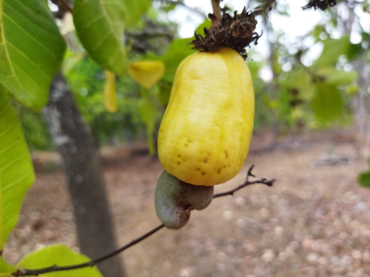 Cashew Fruit Juice Recipe ಈ ಬೇಸಿಗೆಯಲ್ಲಿ ಕುಡಿಯಿರಿ ಗೇರುಹಣ್ಣಿನ ಜ್ಯೂಸ್