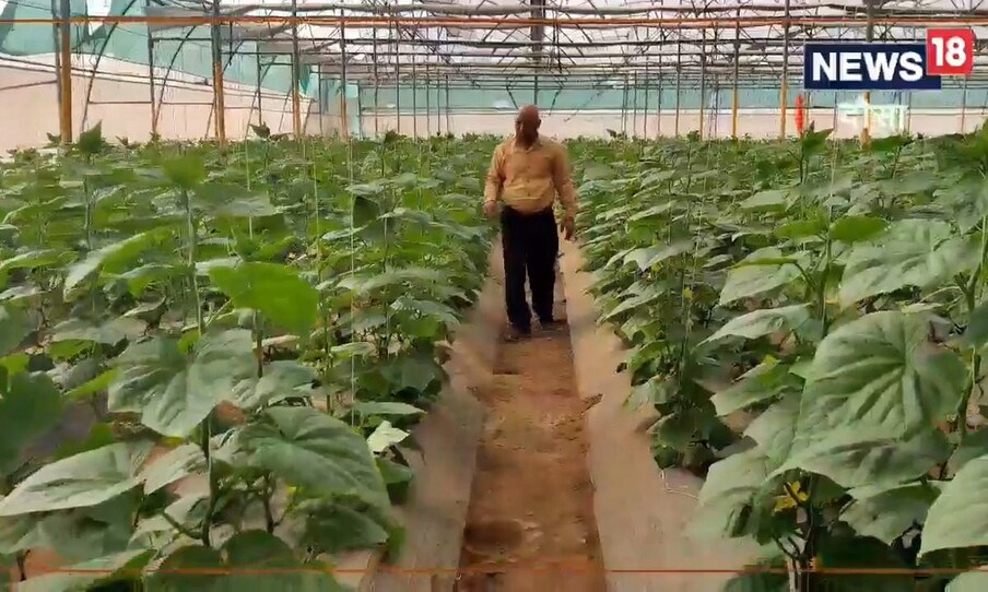  ಬೇಸಿಗೆ ಆರಂಭವಾಗಿದ್ದು, ನೀರು ಹೆಚ್ಚಿನ ಪ್ರಮಾಣದಲ್ಲಿ ಇರುವ ತರಕಾರಿ, ಹಣ್ಣುಗಳಿಗೆ ಬೇಡಿಕೆ ಇರಲಿದೆ. ಈ ಕಾಲದಲ್ಲಿ ಉತ್ತಮ ಲಾಭ ಪಡೆಯುವ ಕೃಷಿಯಲ್ಲಿ ಸೌತೆಕಾಯಿ ಕೂಡ ಒಂದಾಗಿದೆ.