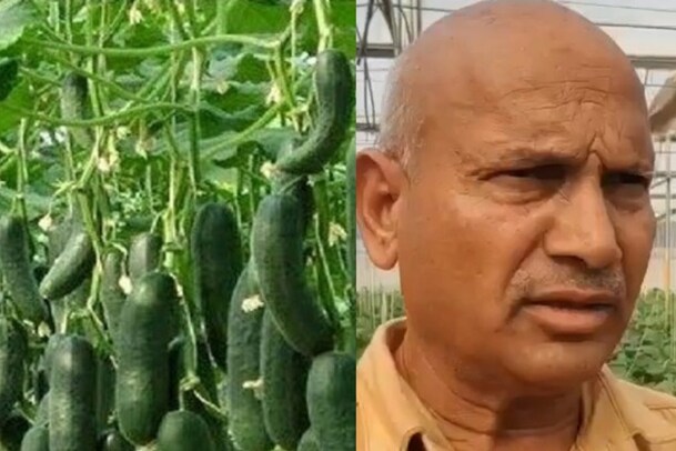 ಪಾಲಿಹೌಸ್​ ಕೃಷಿ ವಿಧಾನದಲ್ಲಿ ಸೌತೆಕಾಯಿ ಬೆಳೆ; ಒಂದು ಬೆಳೆಗೆ 10 ಲಕ್ಷ ಆದಾಯಗಳಿಸುತ್ತಿದ್ದಾರೆ ಈ ರೈತ!