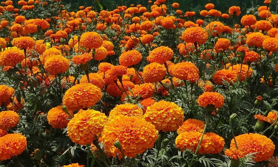  ರೈತರು ತಮ್ಮ ಖಾಲಿ ಜಮೀನಿನಲ್ಲಿ ಮಾರಿಗೋಲ್ಡ್‌ (ಚೆಂಡು ಹೂವು) ಬೆಳೆಸುವ ಮೂಲಕ ಉತ್ತಮ ಆದಾಯವನ್ನು ಪಡೆಯಬಹುದು. ಮಾರಿಗೋಲ್ಡ್ ಹೂಗಳಿಗೆ ಮಾರುಕಟ್ಟೆಯಲ್ಲಿ ಹೆಚ್ಚಿನ ಬೇಡಿಕೆಯಿದೆ. ಇದರ ಉತ್ಪಾದನೆಯು ರೈತರಿಗೆ ತುಂಬಾ  ಆದಾಯವನ್ನು ತಂದುಕೊಡಲಿದೆ.