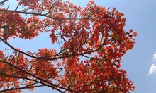 May Flower: ಗುಮ್ಮಟ ನಗರಿಯ ಹೆದ್ದಾರಿಯಲ್ಲೀಗ ಕೆಂಪು ಹಾಸಿನ ಸ್ವಾಗತ!