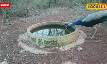 Bidar: ಪ್ರಾಣಿ-ಪಕ್ಷಿಗಳಿಗಾಗಿ ನೀರಿನ ತೊಟ್ಟಿ ನಿರ್ಮಾಣ, ಯುವಕರಿಂದ ಅದ್ಭುತ ಕೆಲಸ