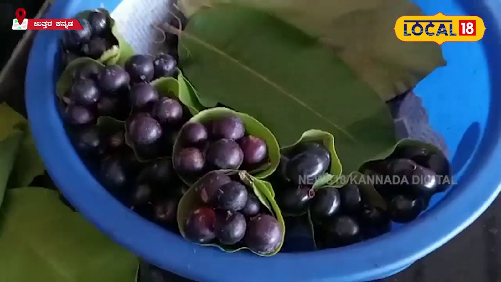 Uttara Kannada Forest Fruits Sour and sweet mixed with this wild fruit