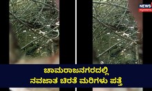 ಚಾಮರಾಜನಗರದಲ್ಲಿ ಚಿರತೆ ಮರಿಗಳು ಪತ್ತೆ!