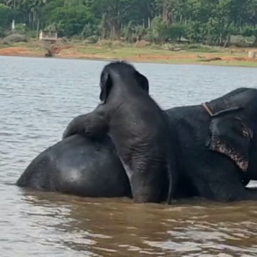  ತಾಯಿಗೆ ಸ್ನಾನ ಮಾಡಿಸುವಾಗ ಎಂಜಾಯ್ ಮಾಡಿದ ಪುಟಾಣಿ ಆನೆ ಮರಿಯೊಂದು ಇಡೀಗ ಭಾರೀ ವೈರಲ್ ಆಗುತ್ತಿದೆ. ಆನೆ ಮರಿಯ ಮುದ್ದಾದ ತುಂಟಾಟದ ಫೋಟೋ, ವಿಡಿಯೋಗಳನ್ನು ಸಾಮಾಜಿಕ ಜಾಲತಾಣಗಳಲ್ಲಿ ಪ್ರಾಣಿ ಪ್ರಿಯರು ಹಂಚಿಕೊಳ್ಳುತ್ತಿದ್ದಾರೆ.