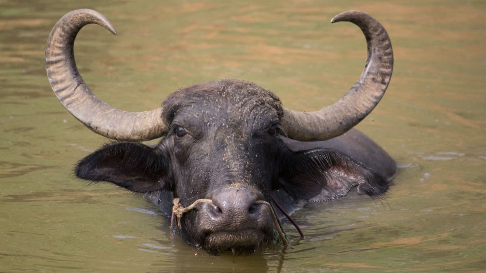buffaloes frolicking in a newly constructed swimming pool; A loss of more than 25 lakhs! Pipa News