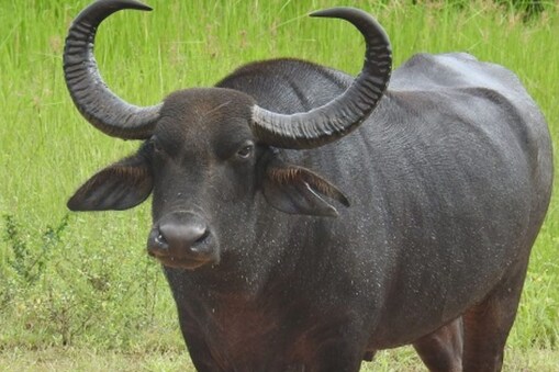 ಸಾಂದರ್ಭಿಕ ಚಿತ್ರ